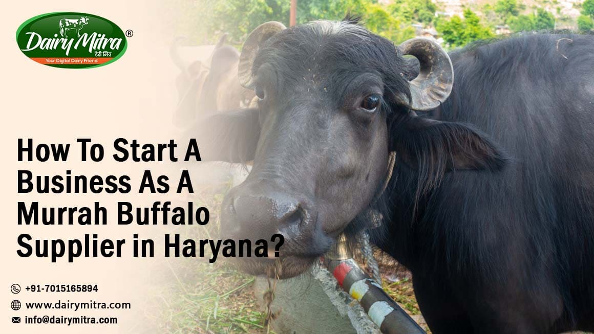 Murrah Buffalo Supplier in Haryana